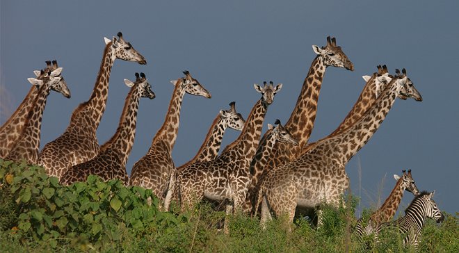 Giraffe in Arusha
